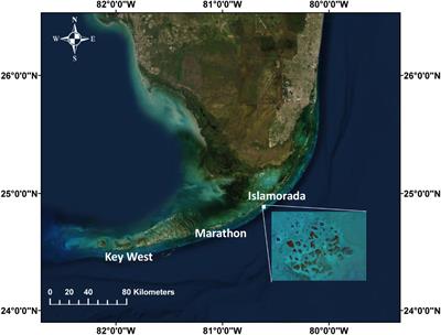 Classifying 3-D Models of Coral Reefs Using Structure-From-Motion and Multi-View Semantic Segmentation